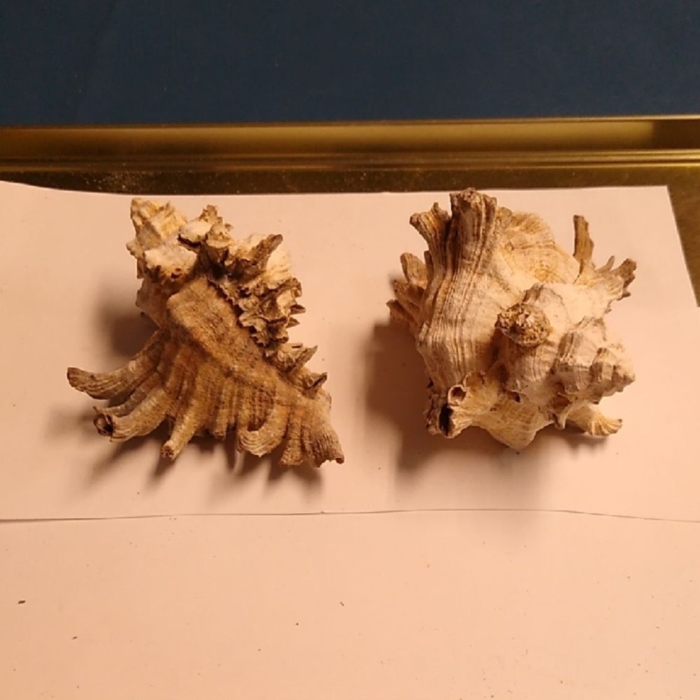 Natural Sea Shells Set Beach Seashore Nautical Cottagecore